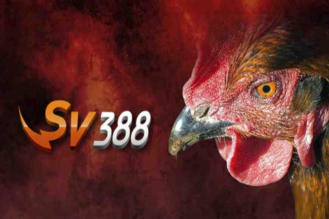 Tại sao Sv388 đá gà trực tiếp hút người chơi?